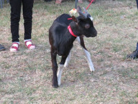 IMG_B54F3B-B2D8AA-F50CAD-2A79CB-B14F8E-DD93BF.jpg